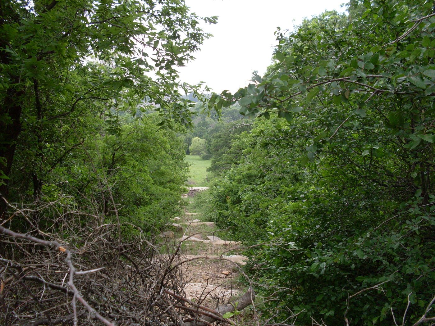 A wooded trail vista at Arbor Hills Nature Preserve in Plano.